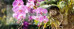 紫蝴蝶兰花语