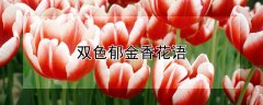 双色郁金香花语