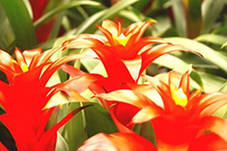 鸿运当头的花语是什么 第2张