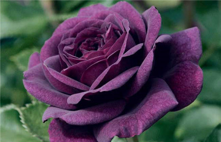 路易十四玫瑰花的花语和传说 第2张