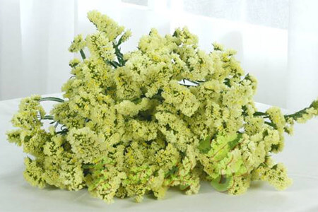 各种颜色的勿忘我花语 第4张