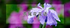 茑尾花花语