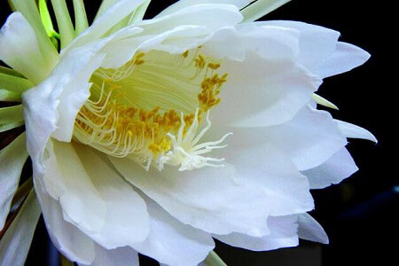 昙花花语是什么 第2张