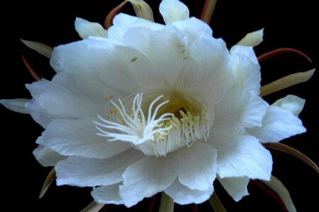 昙花花语是什么 第4张