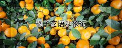 橘子花语和象征