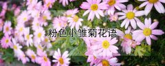 粉色小雏菊花语