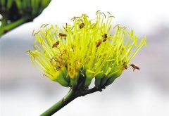 龙舌兰花的花语大全有哪些？