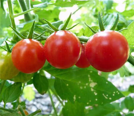 番茄的花语及植物文化 第4张