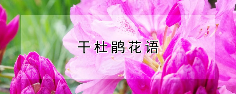 干杜鹃花语