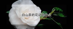 白山茶的花语是什么