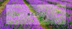 熏衣草花语