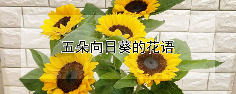 五朵向日葵的花语