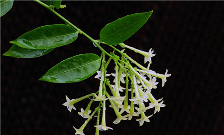 夜来香的花语及传说 第2张