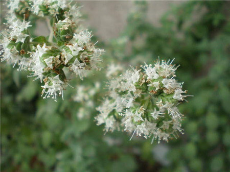 马约兰的花语和传说 第2张