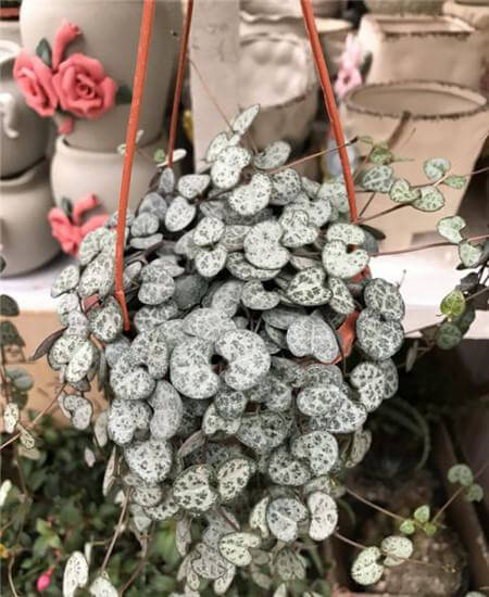 爱之蔓的花语是什么 第3张