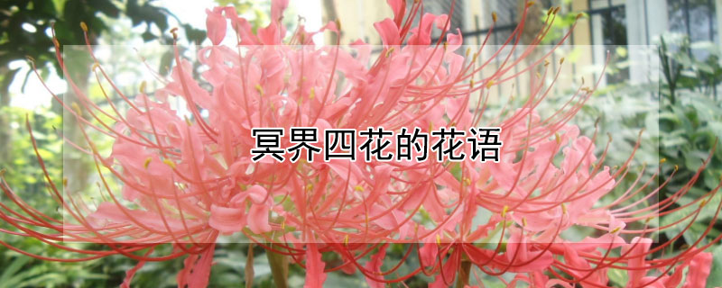 冥界四花的花语