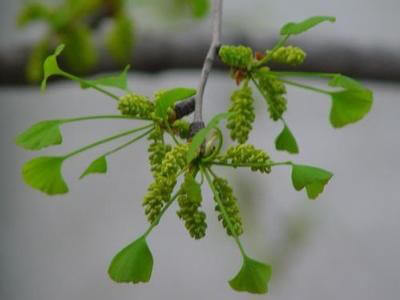 银杏花的花语及含义 第4张