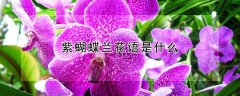 紫蝴蝶兰花语是什么