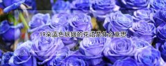 19朵蓝色妖姬的花语是什么意思