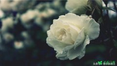 白玫瑰的花语有哪些？