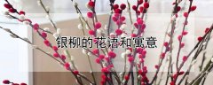 银柳的花语和寓意