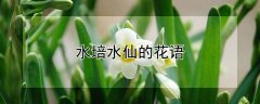 水培水仙的花语