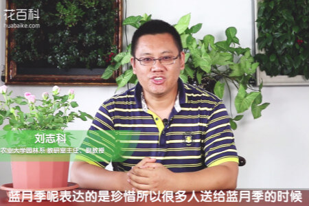 月季花的花语是什么 第2张