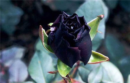黑玫瑰的花语和传说 第8张