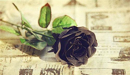 黑玫瑰的花语和传说 第2张