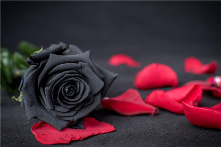 黑玫瑰的花语和传说 第7张