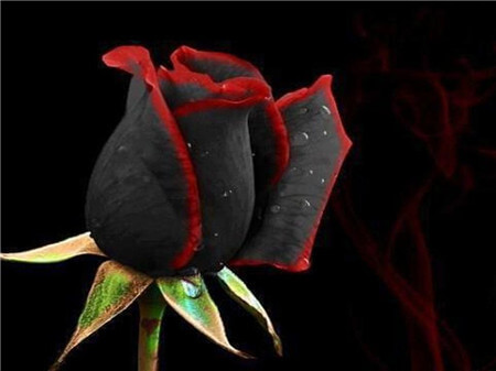 黑玫瑰的花语和传说 第6张