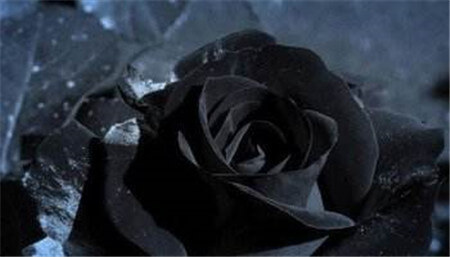 黑玫瑰的花语和传说 第9张