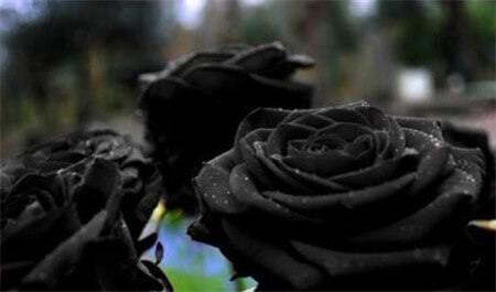 黑玫瑰的花语和传说 第5张