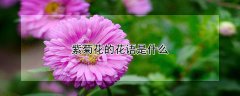 紫菊花的花语是什么