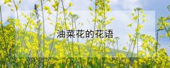 油菜花的花语