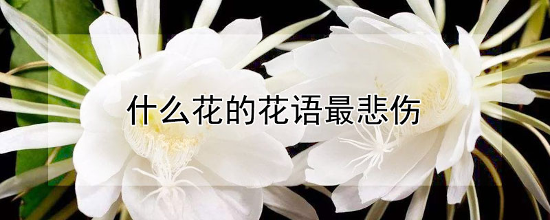 什么花的花语最悲伤