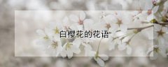 白樱花的花语