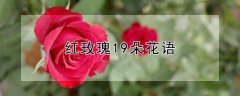 红玫瑰19朵花语