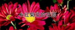 小红菊花的花语