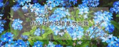 什么花的花语是勿忘我