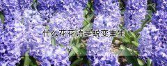 什么花花语是蜕变重生