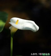 白色马蹄莲花语有哪些？
