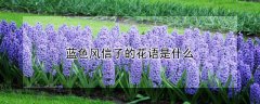 蓝色风信子的花语是什么