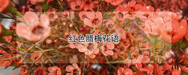 红色腊梅花语