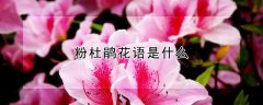 粉杜鹃花语是什么