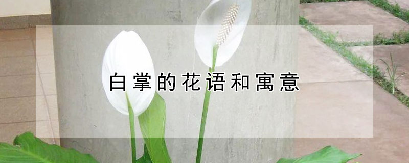 白掌的花语和寓意