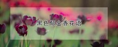 黑色郁金香花语