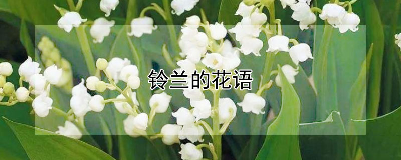 铃兰的花语