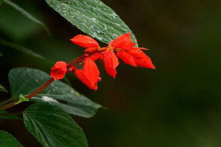 一串红花语是什么，什么季节开花 第4张