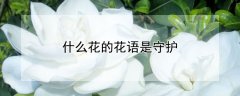 什么花的花语是守护